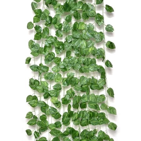 Money Plant — FloralforU