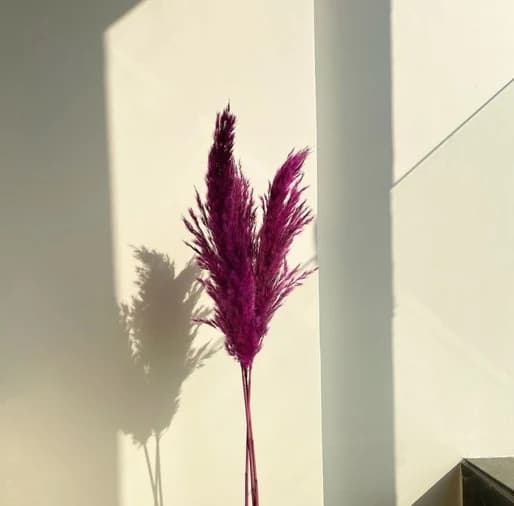 Dry Pompas — FloralforU